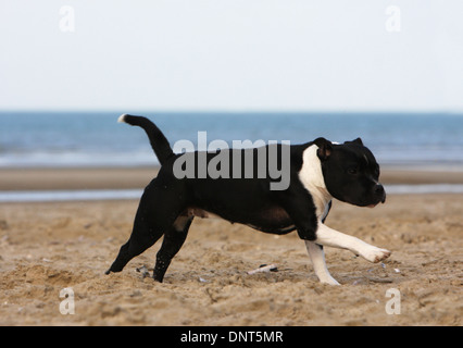 Staffordshire Bull Terrier Hund / Staffie Erwachsenen laufen am Strand Stockfoto