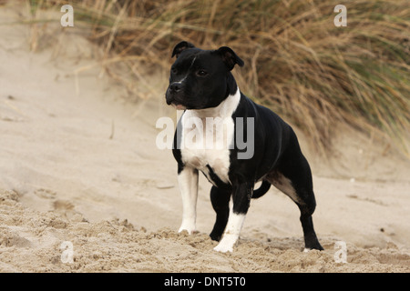 Staffordshire Bull Terrier Hund / Staffie Erwachsenen stehen in Dünen Stockfoto