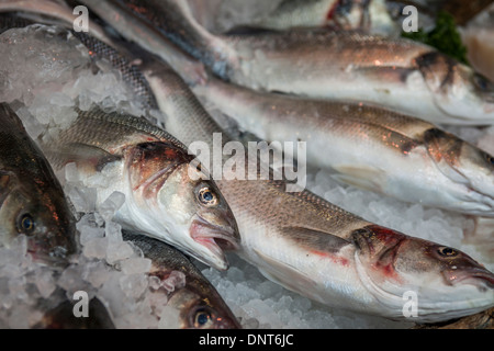 Linie erwischt frischer Seebarsch (Dicentrarchus Labrax)-...auf Verkauf, Borough Market, London, England Stockfoto