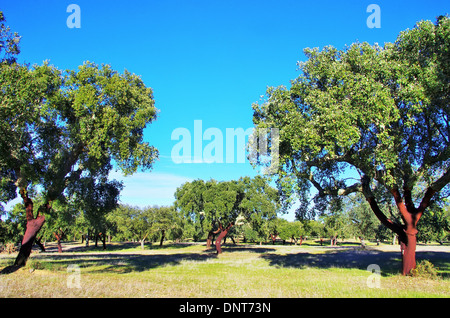 Korkeiche in Portugal, Alentejo region Stockfoto