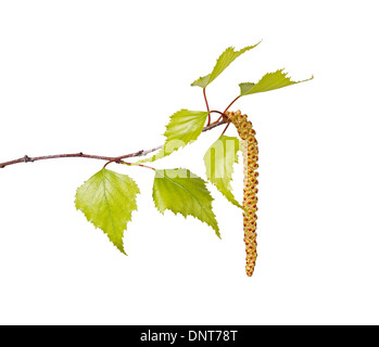 Mehreren Federblättern von einer Birke (Betula-Arten) und eine Blume Catkin vor einem weißen Hintergrund isoliert Stockfoto