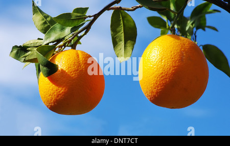 Zwei Orangen am Baum Stockfoto