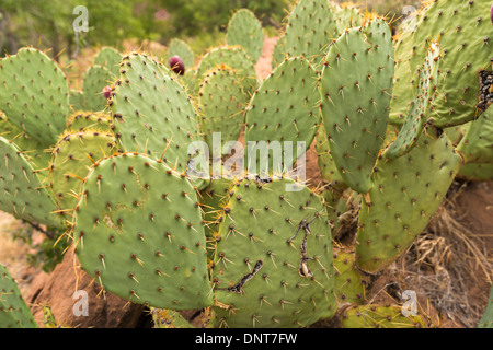 Kaktuspflanze Ende august-Engelman Prickly Birne-Opuntia engelmannii, Zion National Park, Utah, USA Stockfoto