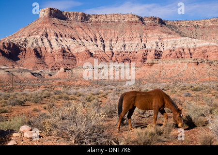 Ein schönes Pferd reinigt den Boden für die Ernährung in einer erstaunlichen Landschaft Stockfoto