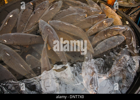 Straßenhändler verkaufen traditionelle Karpfen in der Woche vor Weihnachten in Prag, Tschechien. Stockfoto