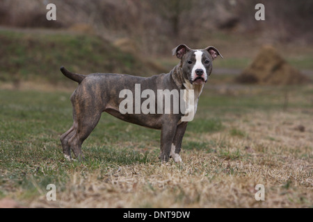 Amerikanischer Staffordshire-Terrier Hund / Amstaff / Welpe stehend auf einer Wiese Stockfoto