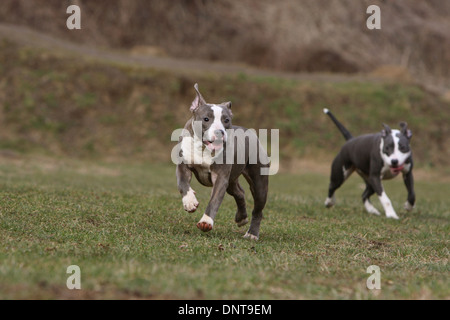 Amerikanischer Staffordshire-Terrier Hund / Amstaff / zwei Welpen laufen auf einer Wiese Stockfoto