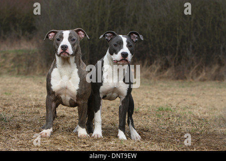 Amerikanischer Staffordshire-Terrier Hund / Amstaff / zwei Welpen stehen auf einer Wiese Stockfoto