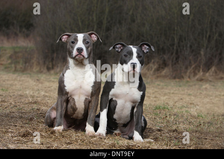 Amerikanischer Staffordshire-Terrier Hund / Amstaff / 2 Erwachsene sitzen auf einer Wiese Stockfoto