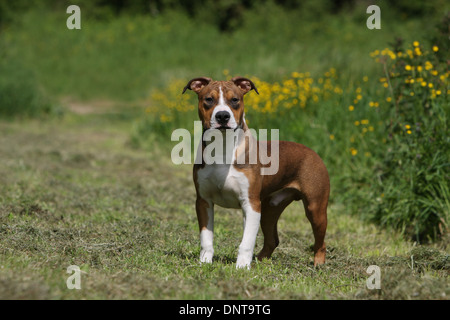 Amerikanischer Staffordshire-Terrier Hund / Amstaff / Erwachsenen stehen auf einer Wiese Stockfoto