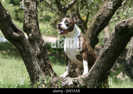 Amerikanischer Staffordshire-Terrier Hund / Amstaff / Erwachsenen stehen auf einer Wiese Stockfoto