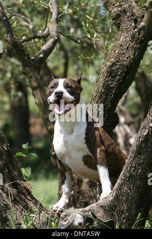 Amerikanischer Staffordshire-Terrier Hund / Amstaff / Erwachsene sitzt in einem Baum Stockfoto