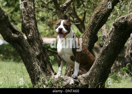 Amerikanischer Staffordshire-Terrier Hund / Amstaff / Erwachsene sitzt in einem Baum Stockfoto