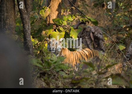 Der König des Dschungels, der Royal Bengal Tiger in Pench Wildlife Sanctuary, einer der fünf in vorgestellten BBC und NGC Serie Stockfoto