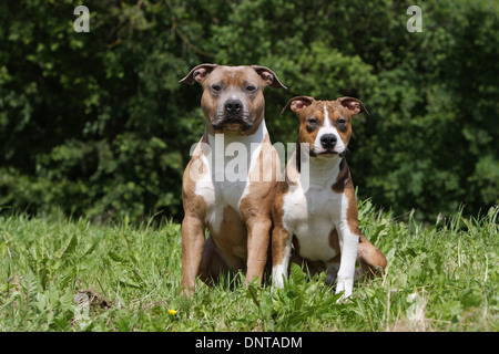 Amerikanischer Staffordshire-Terrier Hund / Amstaff / Erwachsene und Welpen sitzen auf einer Wiese Stockfoto