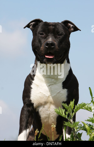 Amerikanischer Staffordshire-Terrier Hund / Amstaff Erwachsenen Porträt Stockfoto