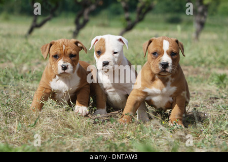 Amerikanischer Staffordshire-Terrier Hund / Amstaff drei Welpen sitzen auf einer Wiese Stockfoto