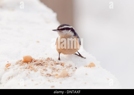 Eine Red-breasted Kleiber (Sitta Canadensis) Fütterung auf einige Muttern an einem kalten, Winter Tag in Edmonton, Alberta, Kanada. Stockfoto