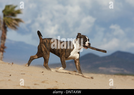 Amerikanischer Staffordshire-Terrier Hund / Amstaff / Welpen laufen mit einem Stock im Maul am Strand Stockfoto