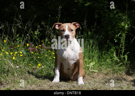 Amerikanischer Staffordshire-Terrier Hund / Amstaff / Welpen sitzen auf einer Wiese Stockfoto