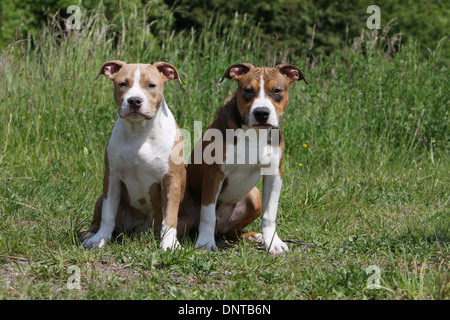 Amerikanischer Staffordshire-Terrier Hund / Amstaff / zwei junge sitzt auf einer Wiese Stockfoto