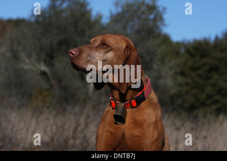 Magyar Vizsla Hund / ungarische Zeiger kurzhaarigen adult Porträt Stockfoto