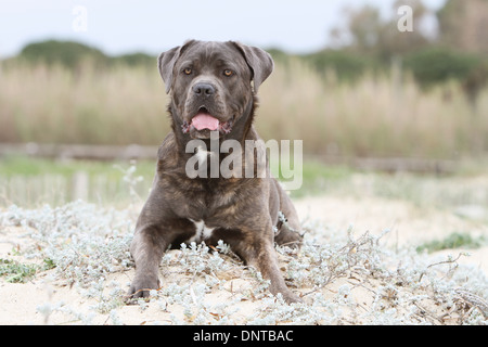 Hund Cane Corso / italienischer Mastiff / Erwachsene in Dünen liegen Stockfoto