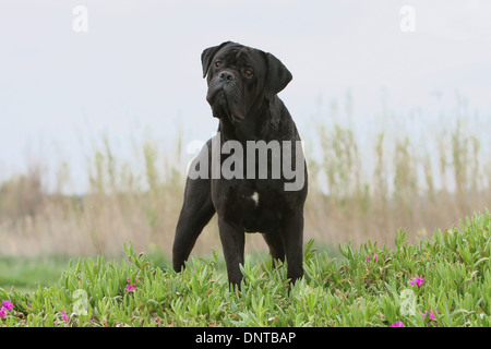 Hund Cane Corso / italienischer Mastiff / Erwachsenen in fetthaltigen Pflanzen stehen Stockfoto