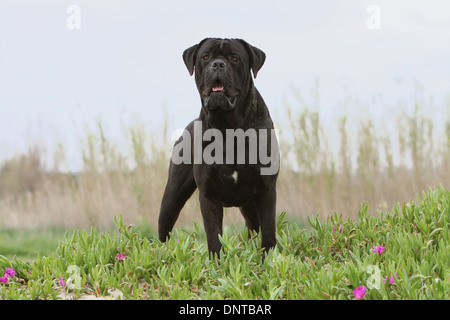 Hund Cane Corso / italienischer Mastiff / Erwachsenen in fetthaltigen Pflanzen stehen Stockfoto