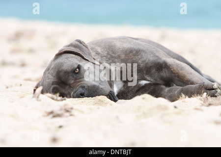 Hund Cane Corso / italienischer Mastiff / Erwachsene am Strand liegen Stockfoto