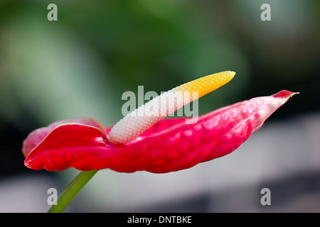 Anthurium/Flamingo Blumen. Stockfoto