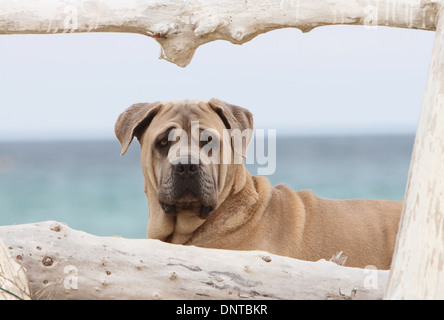 Hund Cane Corso / italienischer Mastiff / Erwachsene Porträt Stockfoto