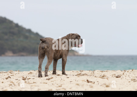Hund Cane Corso / italienischer Mastiff / Erwachsenen stehen am Strand Stockfoto