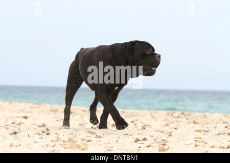 Hund Cane Corso / italienischer Mastiff / Erwachsene am Strand Stockfoto