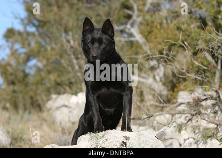 Australian Kelpie Hund / Erwachsenen auf den Felsen stehend Stockfoto
