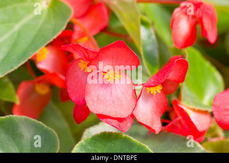 Rot Tuberöse Begonie. Stockfoto