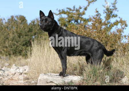 Australian Kelpie Hund / Erwachsenen auf einem Felsen steht Stockfoto