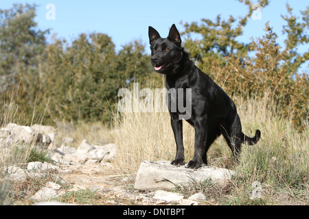 Australian Kelpie Hund / Erwachsenen auf einem Felsen steht Stockfoto