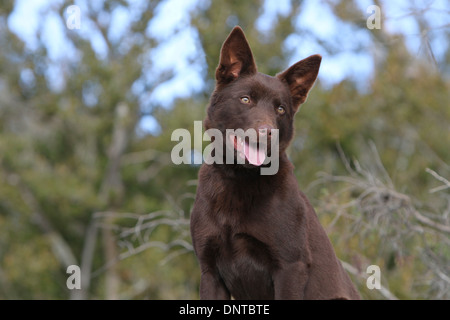 Australian Kelpie Hund / Erwachsene Porträt Stockfoto