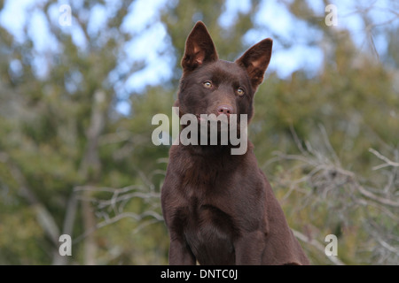 Australian Kelpie Hund / Erwachsene Porträt Stockfoto