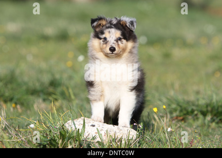 Shetland Sheepdog Hund / Sheltie / Welpen (blue Merle) sitzt auf einem Felsen Stockfoto