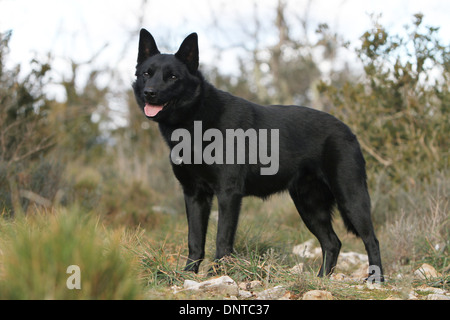 Australian Kelpie Hund / Erwachsenen stehen auf einer Wiese Stockfoto