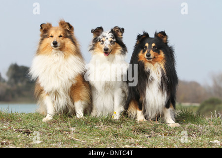 Shetland Sheepdog Hund / Sheltie / drei Erwachsene (verschiedene Farben) sitzen auf einer Wiese Stockfoto