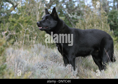 Australian Kelpie Hund / Erwachsenen stehen auf einer Wiese Stockfoto