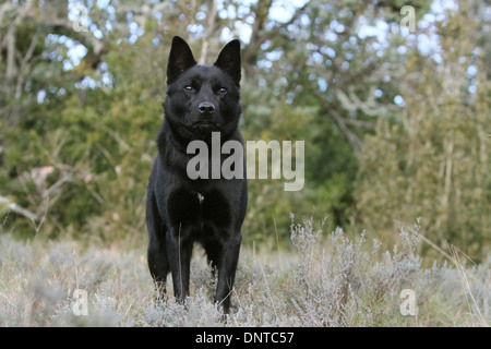 Australian Kelpie Hund / Erwachsenen stehen auf einer Wiese Stockfoto