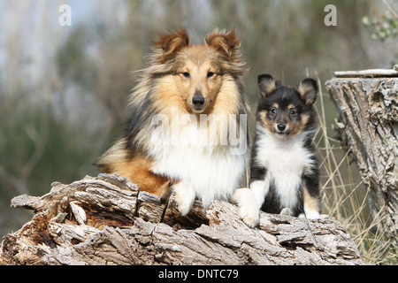 Shetland Sheepdog Hund / Sheltie / Erwachsene und Welpen auf einem Baumstamm Stockfoto