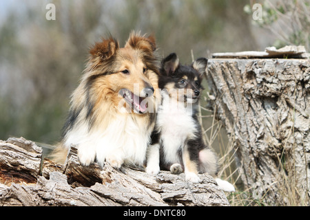 Shetland Sheepdog Hund / Sheltie / Erwachsene und Welpen auf einem Baumstamm Stockfoto