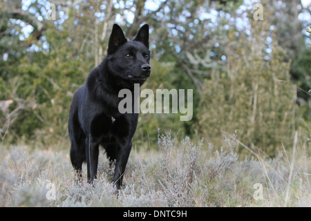 Australian Kelpie Hund / Erwachsenen stehen auf einer Wiese Stockfoto