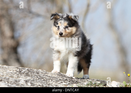 Shetland Sheepdog Hund / Sheltie / Welpen (blue Merle) sitzt auf einem Felsen Stockfoto