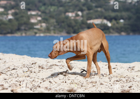Magyar Vizsla Hund / ungarische Zeiger Kurzhaarkatzen Erwachsenen zeigen am Strand Stockfoto